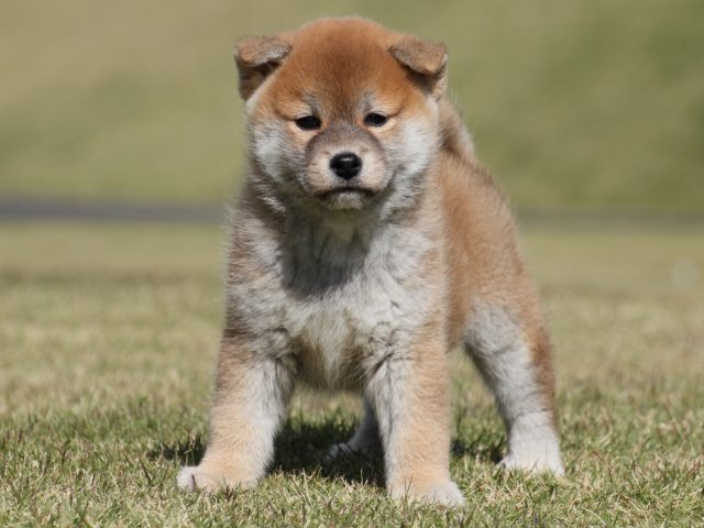 IMG_4867-shiba-puppy IMG_4867-shiba-puppy