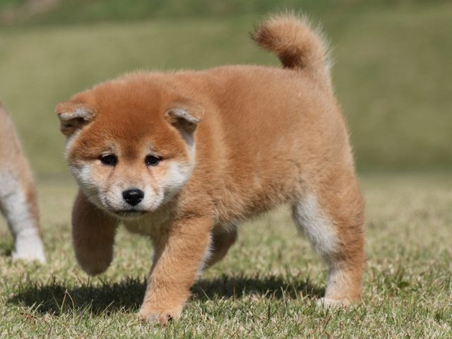 IMG_4874-shiba-puppy IMG_4874-shiba-puppy