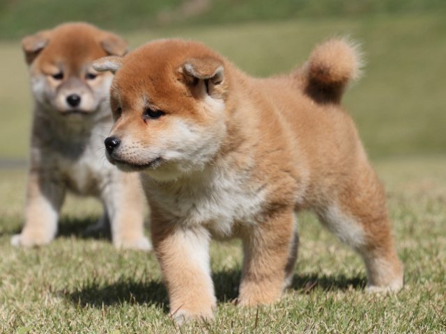 IMG_4878-shiba-puppy IMG_4878-shiba-puppy