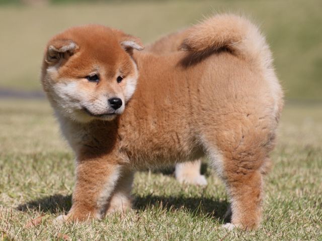 IMG_4885-shiba-puppy IMG_4885-shiba-puppy