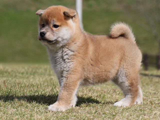 IMG_4919-shiba-puppy IMG_4919-shiba-puppy