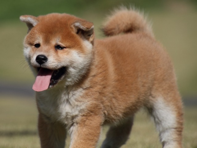 IMG_4947-shiba-puppy IMG_4947-shiba-puppy