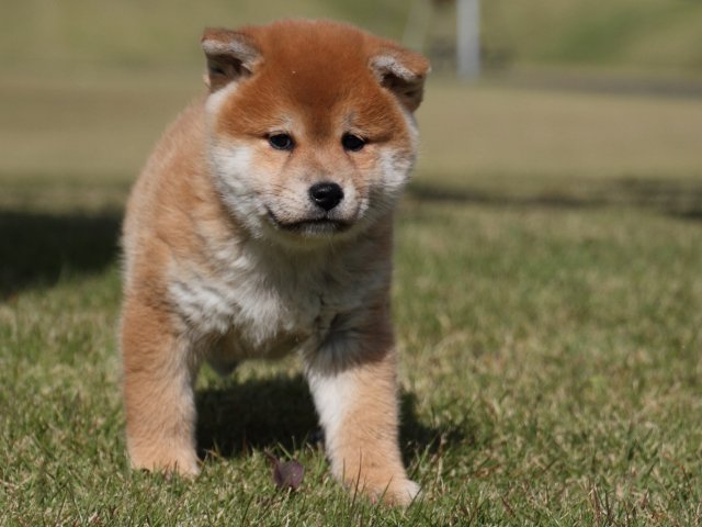 IMG_4965-shiba-puppy IMG_4965-shiba-puppy