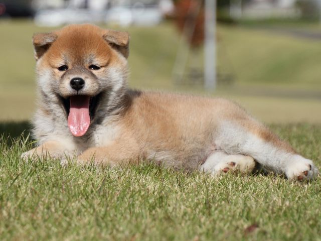 IMG_4981-shiba-puppy IMG_4981-shiba-puppy