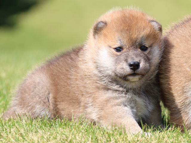 IMG_5167-shiba-puppy IMG_5167-shiba-puppy