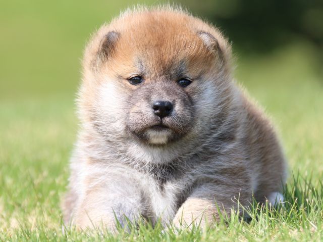 IMG_5175-shiba-puppy IMG_5175-shiba-puppy