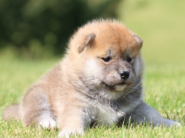 IMG_5191-shiba-puppy IMG_5191-shiba-puppy