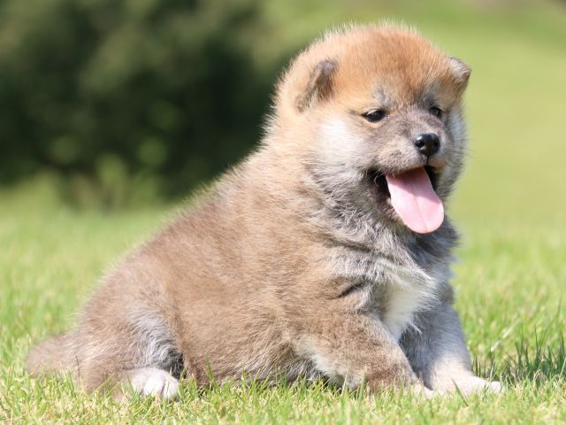 IMG_5197-shiba-puppy IMG_5197-shiba-puppy