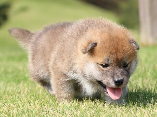 IMG_5201-shiba-puppy IMG_5201-shiba-puppy
