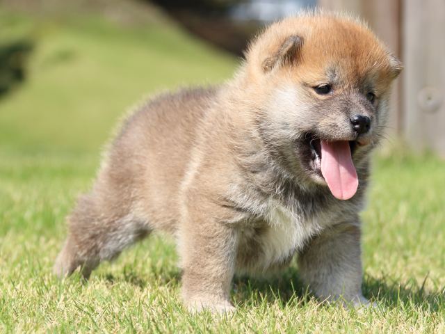 IMG_5206-shiba-puppy IMG_5206-shiba-puppy