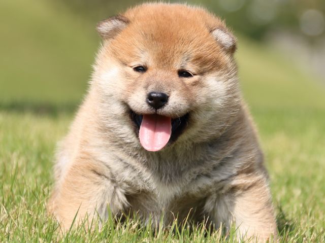 IMG_5224-shiba-puppy IMG_5224-shiba-puppy
