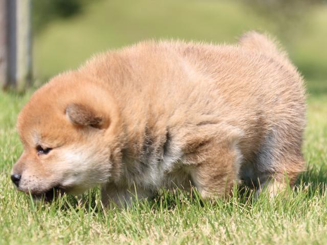 IMG_5237-shiba-puppy IMG_5237-shiba-puppy