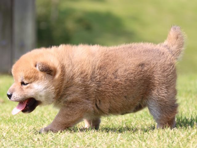 IMG_5245-shiba-puppy IMG_5245-shiba-puppy