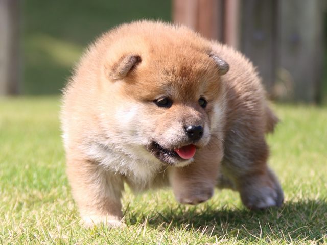 IMG_5247-shiba-puppy IMG_5247-shiba-puppy