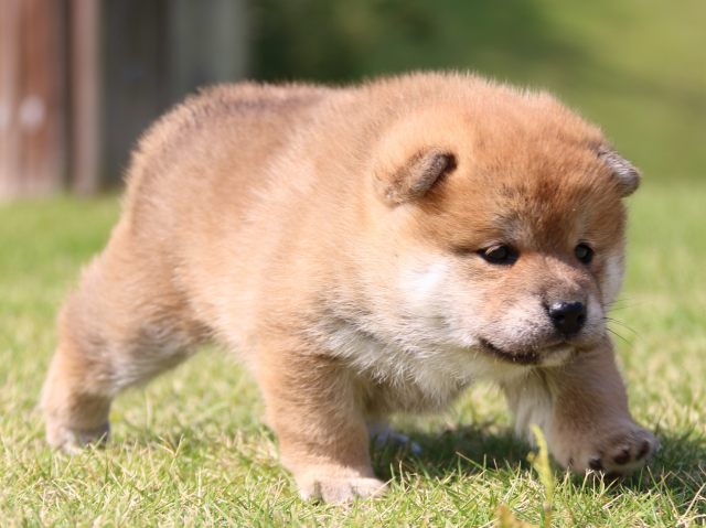 IMG_5249-shiba-puppy IMG_5249-shiba-puppy