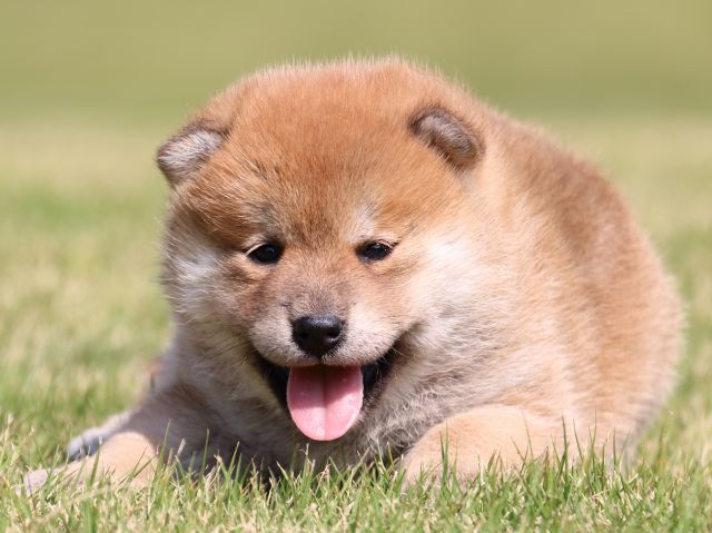 IMG_5255-shiba-puppy IMG_5255-shiba-puppy
