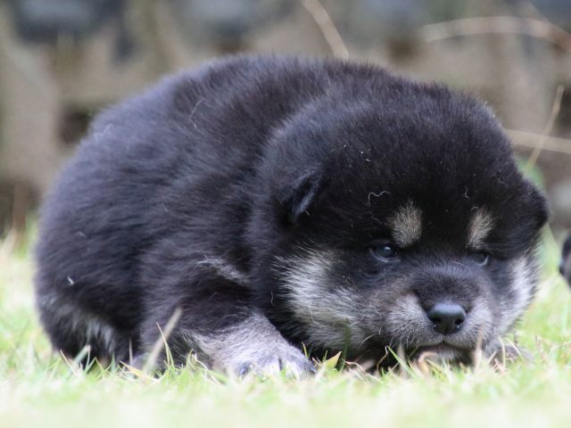 IMG_9041-shiba-puppy IMG_9041-shiba-puppy