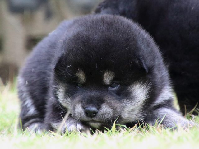 IMG_9045-shiba-puppy IMG_9045-shiba-puppy