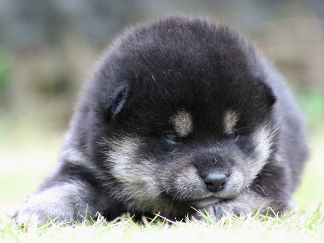 IMG_9051-shiba-puppy IMG_9051-shiba-puppy
