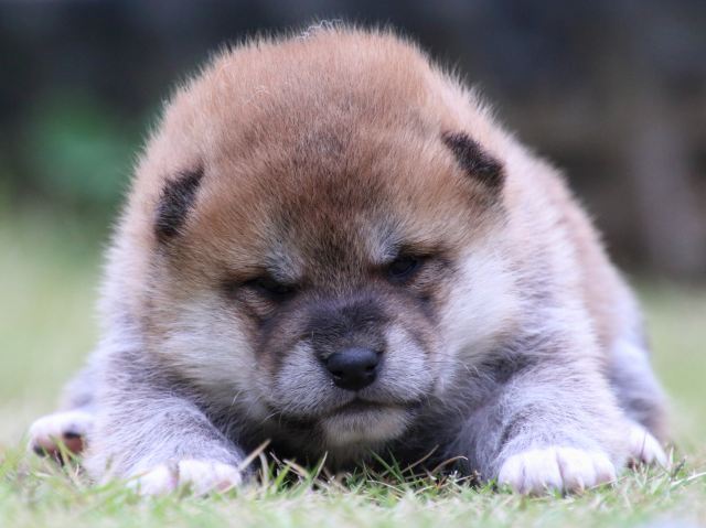 IMG_9140-shiba-puppy IMG_9140-shiba-puppy