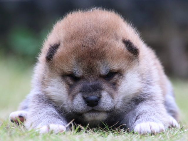 IMG_9141-shiba-puppy IMG_9141-shiba-puppy