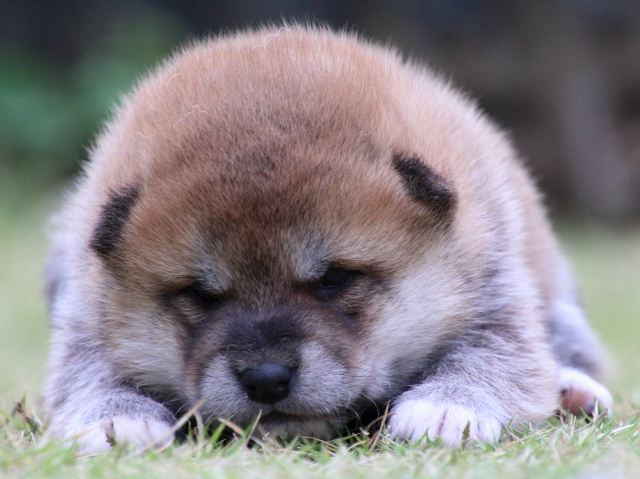 IMG_9148-shiba-puppy IMG_9148-shiba-puppy
