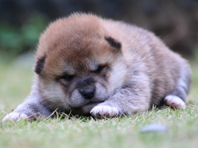 IMG_9155-shiba-puppy IMG_9155-shiba-puppy