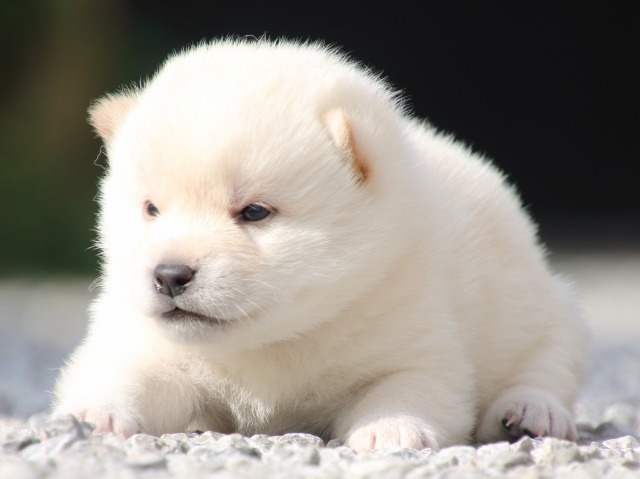 IMG_9165-shiba-puppy IMG_9165-shiba-puppy