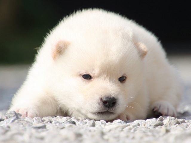 IMG_9170-shiba-puppy IMG_9170-shiba-puppy