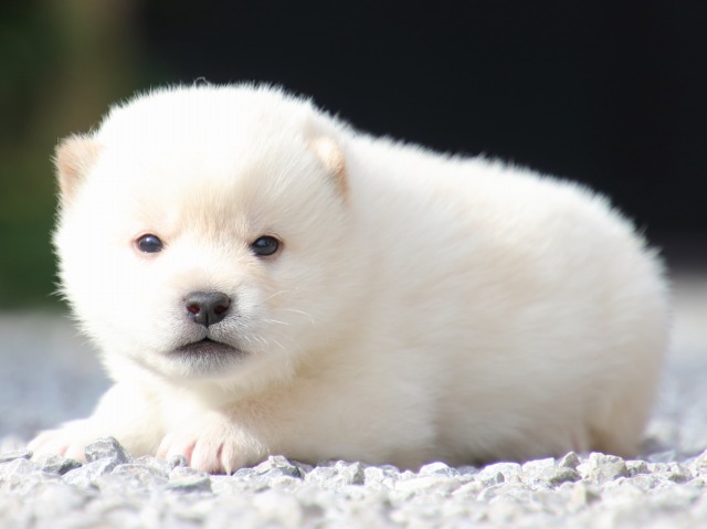 IMG_9181-shiba-puppy IMG_9181-shiba-puppy