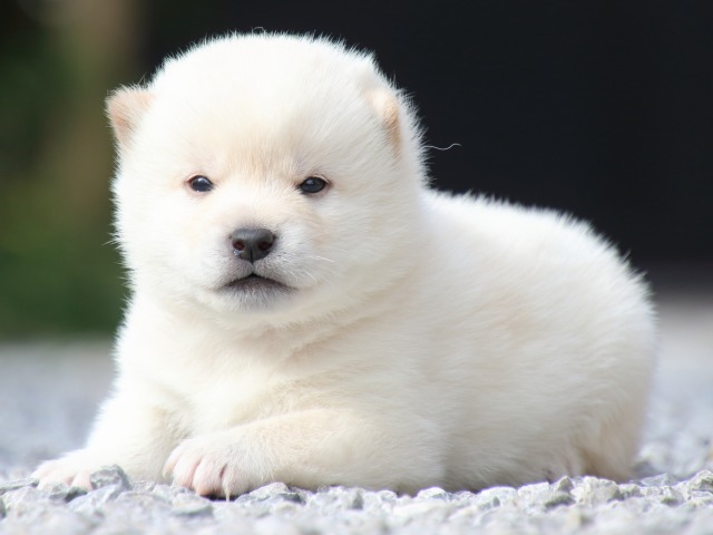 IMG_9184-shiba-puppy IMG_9184-shiba-puppy