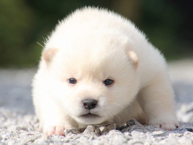 IMG_9191-shiba-puppy IMG_9191-shiba-puppy