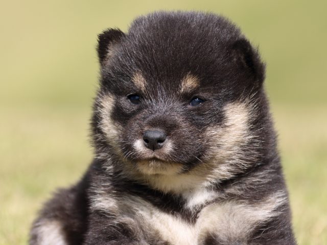 IMG_9391-shiba-puppy IMG_9391-shiba-puppy