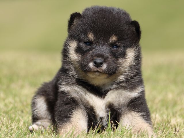 IMG_9395-shiba-puppy IMG_9395-shiba-puppy