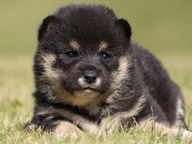 IMG_9413-shiba-puppy IMG_9413-shiba-puppy