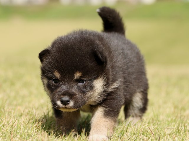IMG_9429-shiba-puppy IMG_9429-shiba-puppy