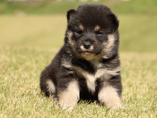 IMG_9432-shiba-puppy IMG_9432-shiba-puppy