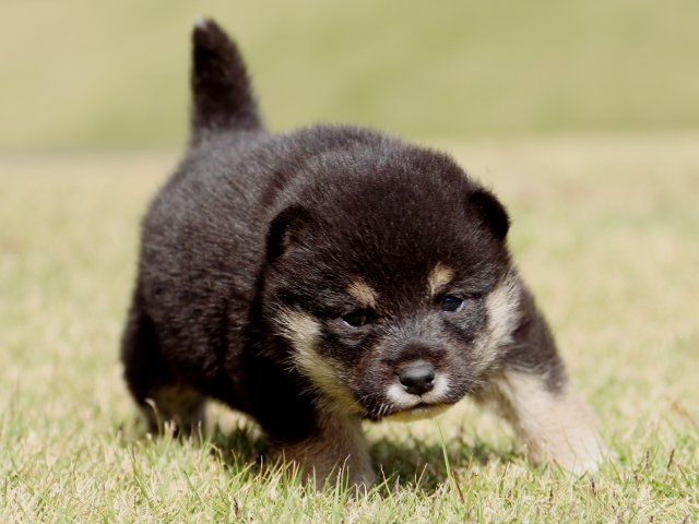 IMG_9439-shiba-puppy IMG_9439-shiba-puppy