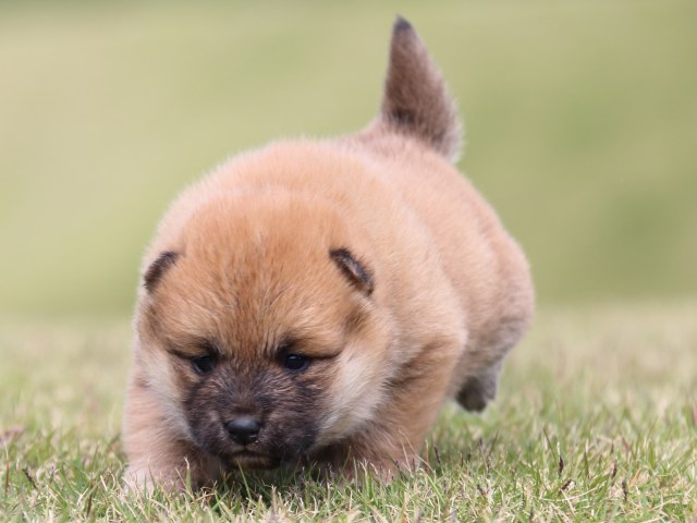 IMG_9480-shiba-puppy IMG_9480-shiba-puppy