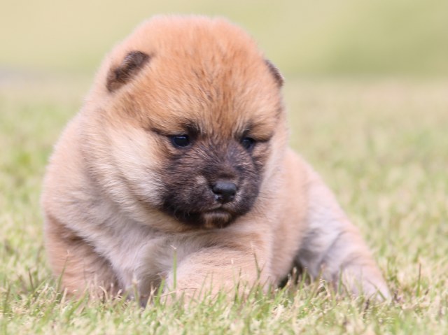 IMG_9497-shiba-puppy IMG_9497-shiba-puppy