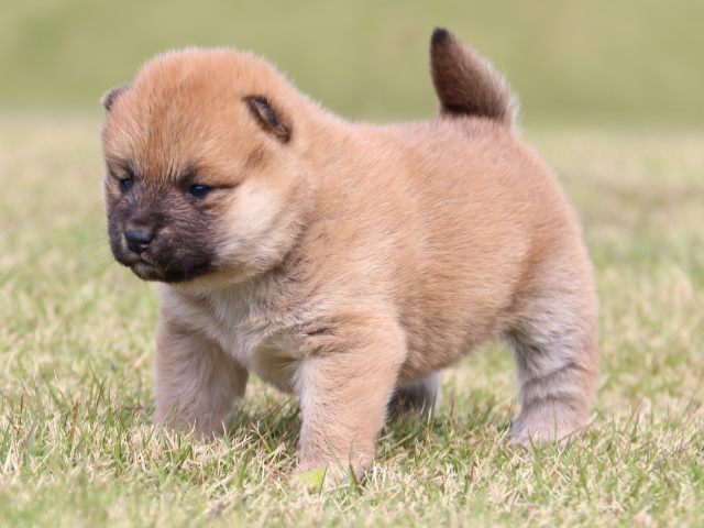 IMG_9507-shiba-puppy IMG_9507-shiba-puppy