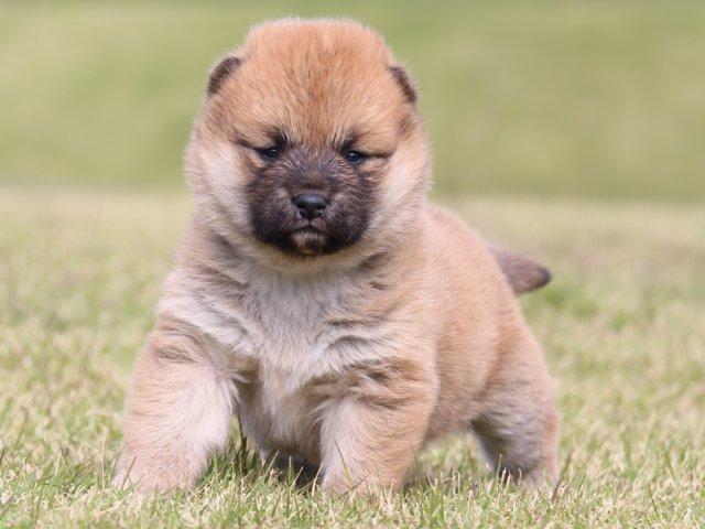 IMG_9510-shiba-puppy IMG_9510-shiba-puppy