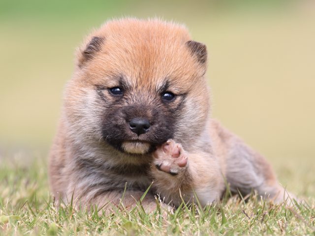 IMG_9539-shiba-puppy IMG_9539-shiba-puppy