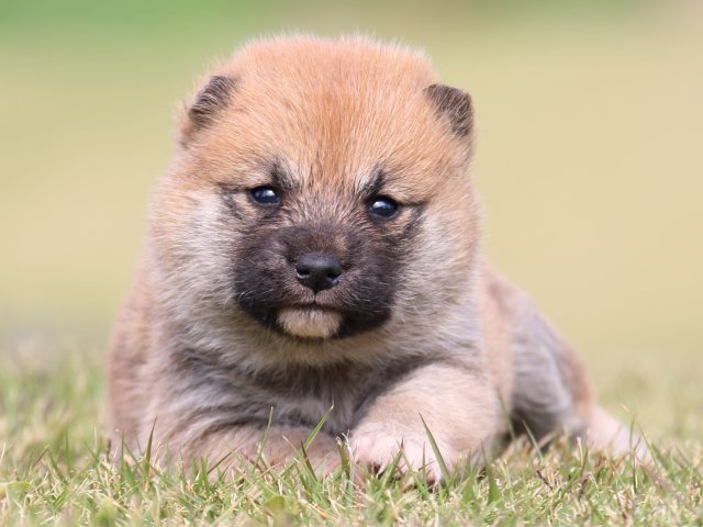 IMG_9542-shiba-puppy IMG_9542-shiba-puppy