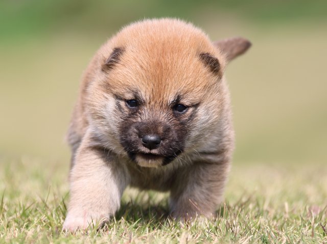 IMG_9551-shiba-puppy IMG_9551-shiba-puppy