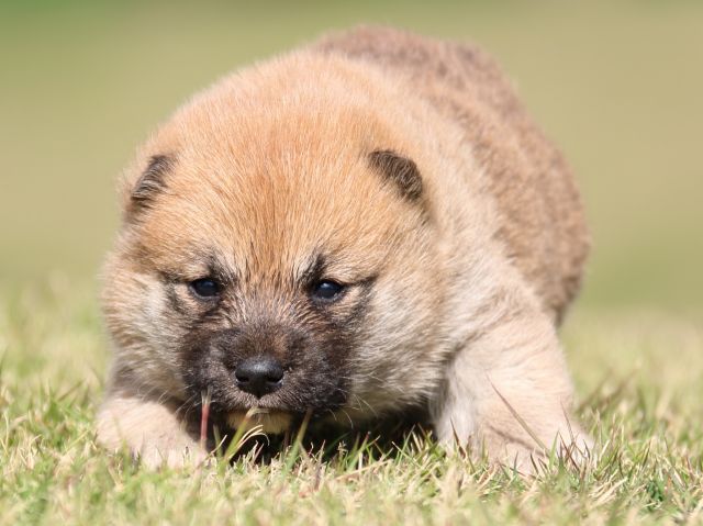 IMG_9552-shiba-puppy IMG_9552-shiba-puppy