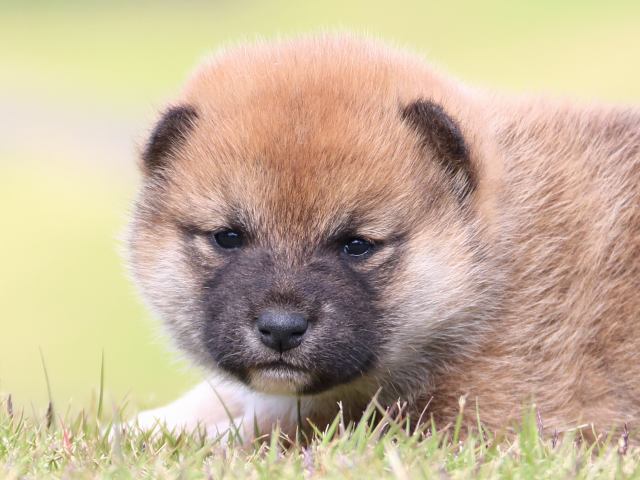 IMG_9584-shiba-puppy IMG_9584-shiba-puppy