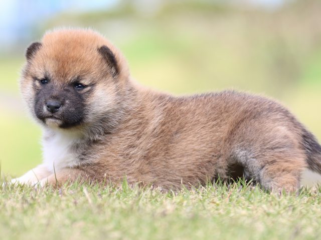 IMG_9586-shiba-puppy IMG_9586-shiba-puppy