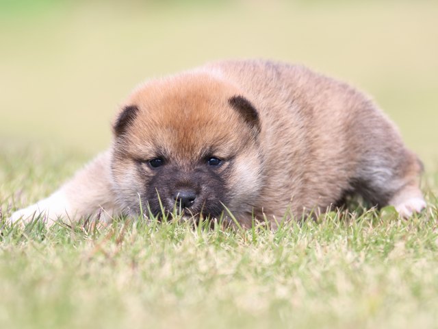 IMG_9594-shiba-puppy IMG_9594-shiba-puppy