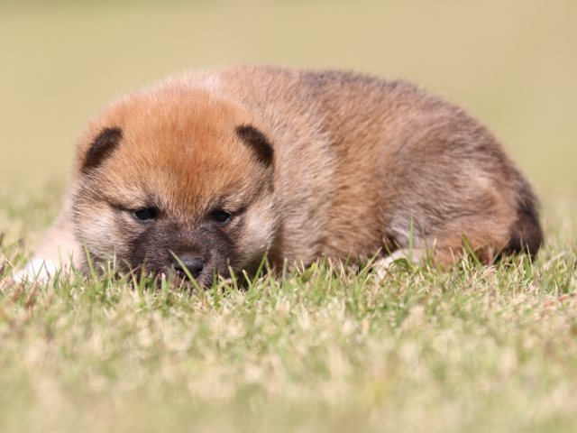 IMG_9600-shiba-puppy IMG_9600-shiba-puppy